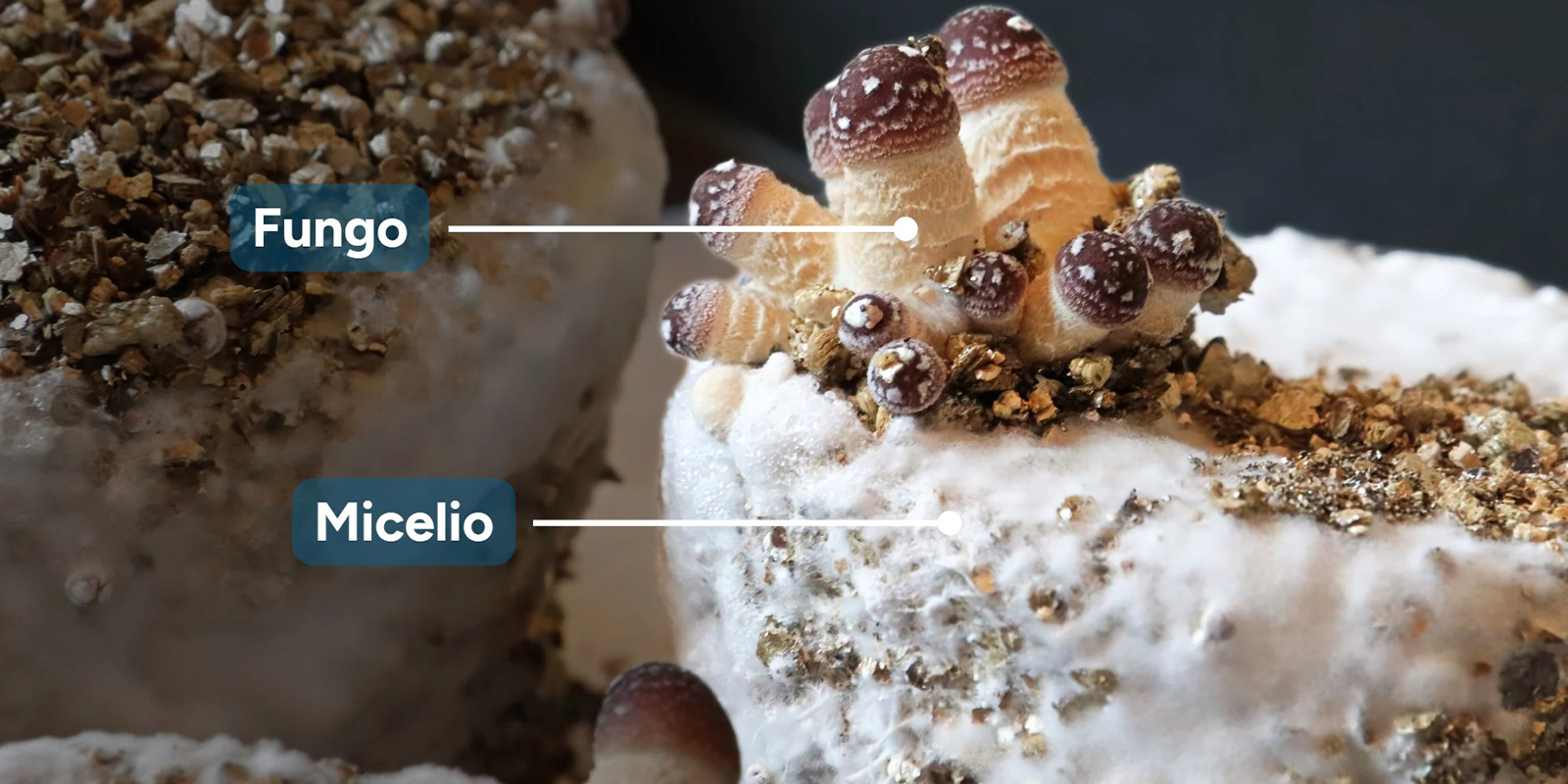 Micelio e fungo: qual è la differenza?