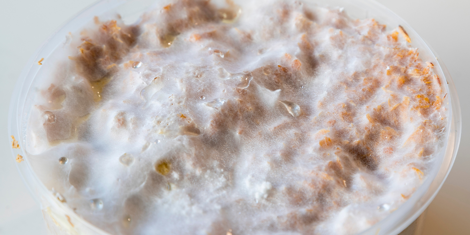 Le basi: che cos’è esattamente il micelio?