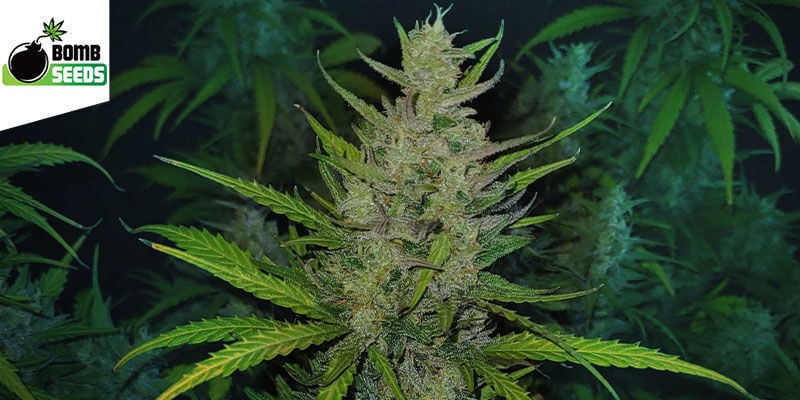 THC Bomb (Bomb Seeds) femminizzata