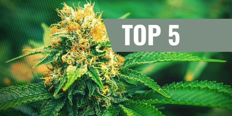 I Migliori 5 Semi Di Cannabis Femminizzati Per La Coltivazione Indoor