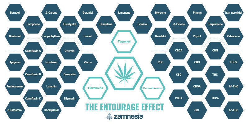 L'Effetto Entourage: Uno Dei Grandi Misteri Della Cannabis