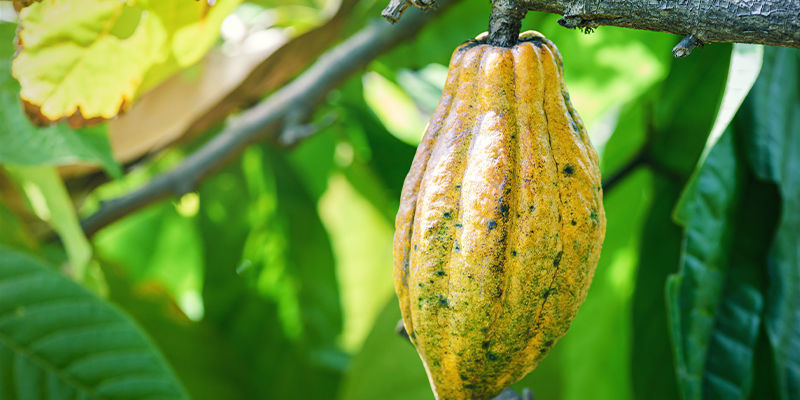 CANNABIS E CACAO: DUE DELLE COLTURE PIÙ ANTICHE DELLA SOCIETÀ