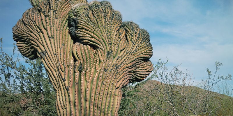 San Pedro Crestato (Echinopsis Pachanoi Cristata)