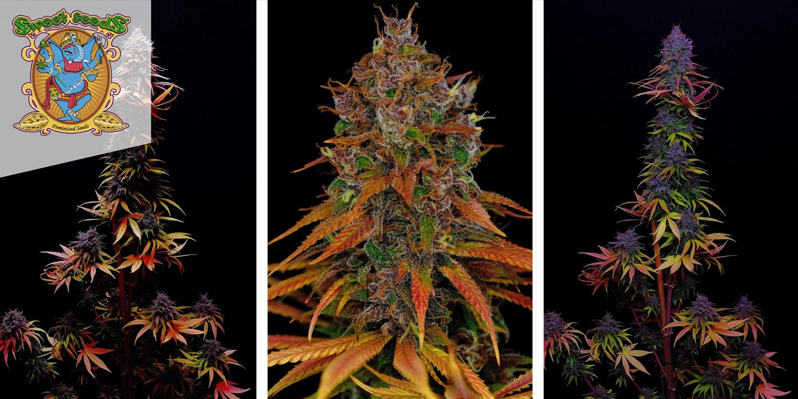 Tropicanna Poison F1 Fast Version: Sweet Seeds Tropicanna Poison F1 Fast Version: Sweet Seeds