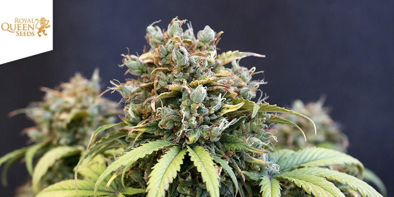 Fast Eddy Automatic (Royal Queen Seeds)