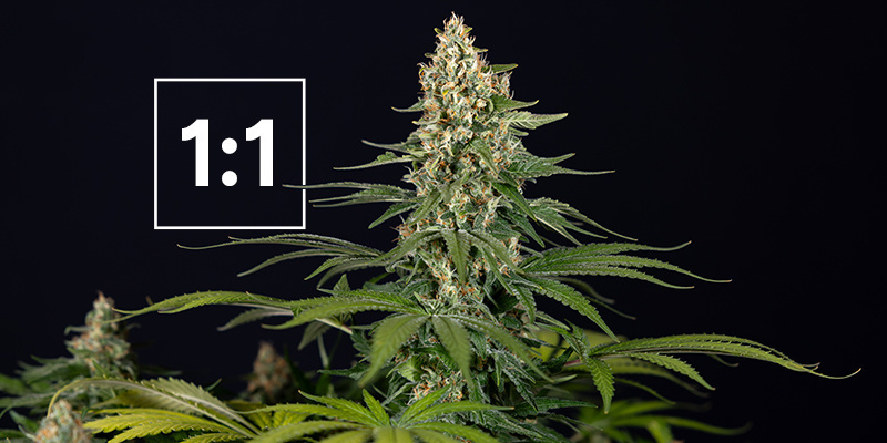 Le migliori varietà di cannabis con un rapporto CBD-THC di 1:1