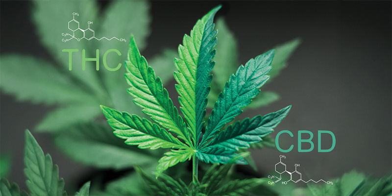 Che cos'è il rapporto CBD-THC 1:1?