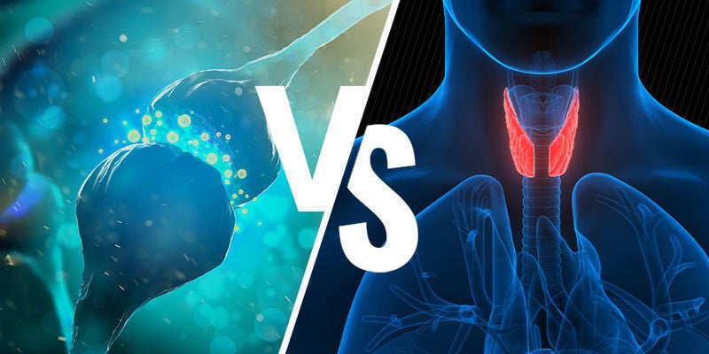 Sistema Endocannabinoide E Sistema Endocrino