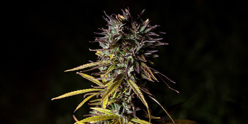 Fat Banana Di Royal Queen Seeds: Grande E Fruittata! 