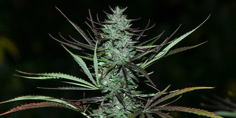 Love Peace di VIP Seeds: Una Delizia al Formaggio