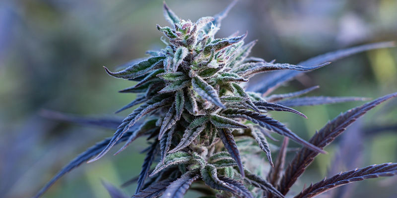 Passion Fruitz di Zamnesia Seeds: Una storia di amore tropicale