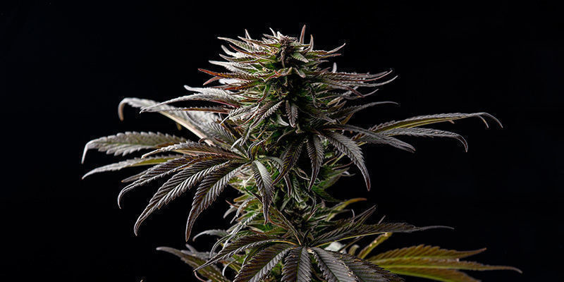 Sugar Black Rose della Delicious Seeds: Diciamolo con i fiori!