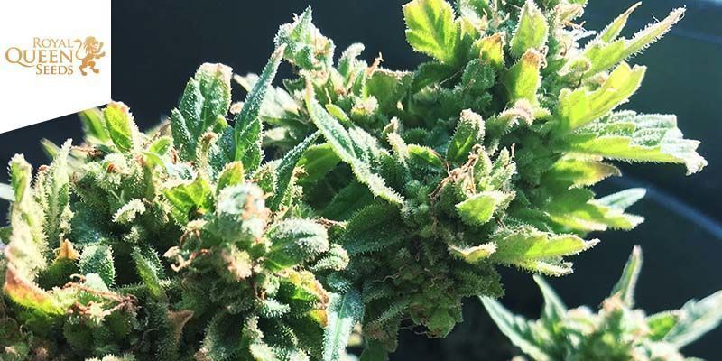 Varietà Cannabis Migliore per Dimagrire