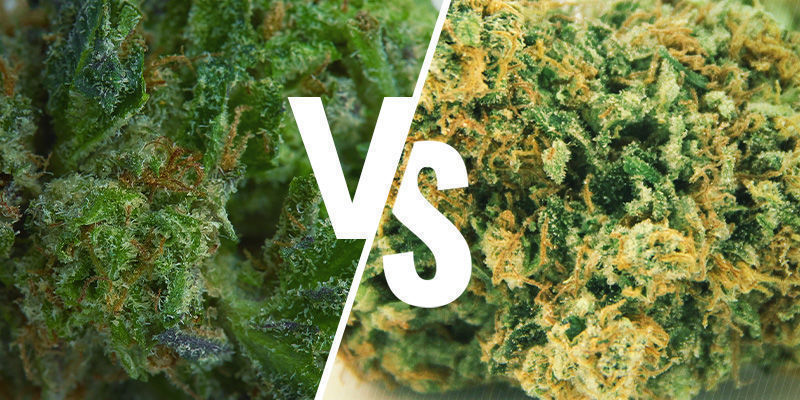 MARIJUANA APPICCICOSA VS SECCA