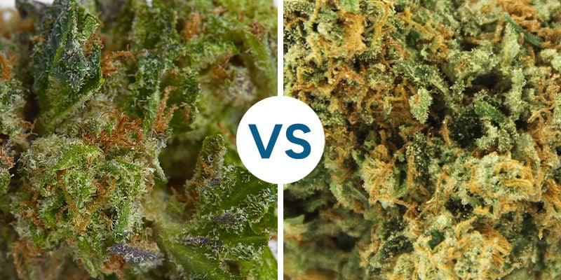 MARIJUANA APPICCICOSA VS SECCA