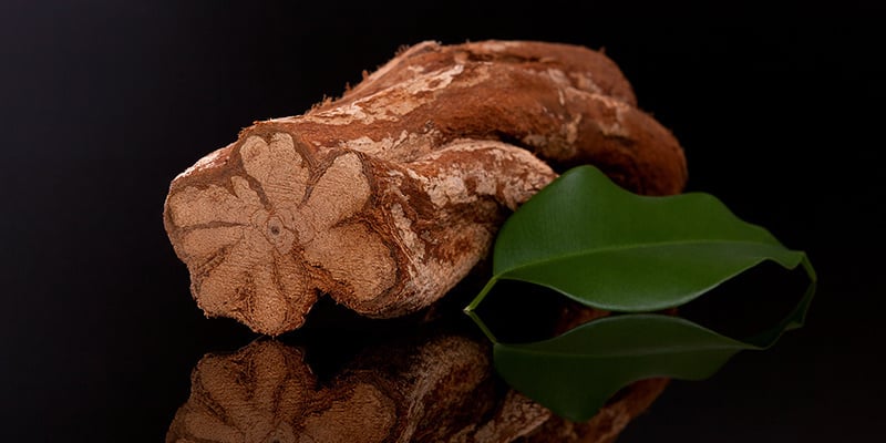 Cos’è l’ayahuasca?