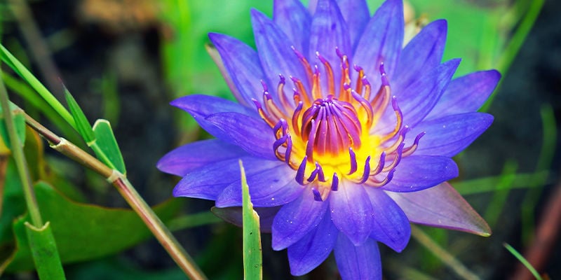 GIGLIO BLU (CAERULEA DEL NYMPHAEA)