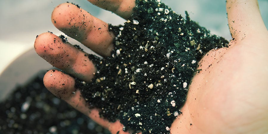 Preparare un terreno ricco e drenante - Banisteriopsis Caapi