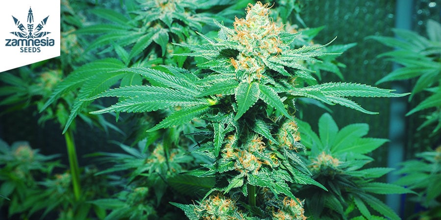 AMNESIA HAZE (ZAMNESIA SEEDS): UN VIAGGIO CEREBRALE E TROPICALE