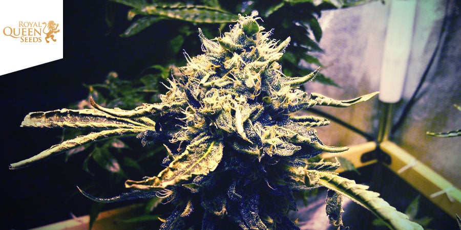 CRITICAL KUSH (ROYAL QUEEN SEEDS): UNO SCONTRO FRA TITANI