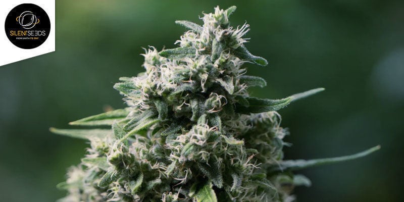 Critical+ 2.0 Autoflowering (Silent Seeds): Carica Di Grosse Infiorescenze