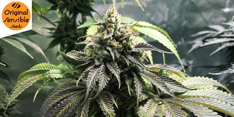 Gorilla Glue 4 Auto (Original Sensible): La Grossa Potenza Del Gorilla