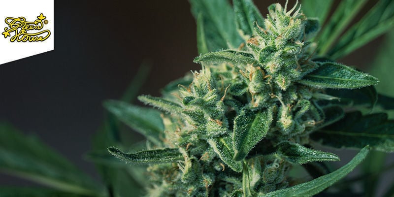 SUPER LEMON HAZE (GREENHOUSE SEEDS): UNA SINSEMILLA PER NAVIGARE NELLO SPAZIO