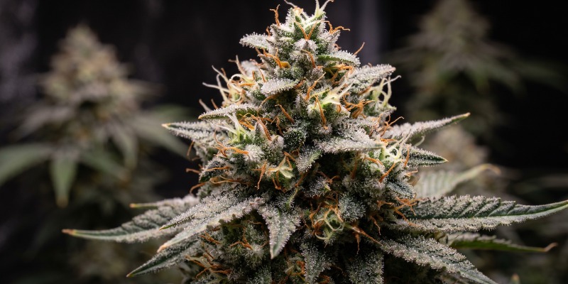 Kalashnikova (Greenhouse Seeds) Kalashnikova (Greenhouse Seeds)