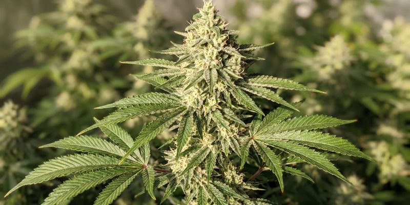 White Strawberry Skunk (Strain Hunters) White Strawberry Skunk (Strain Hunters)