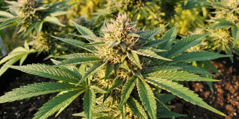 Bubblelicious (Nirvana Seeds) Bubblelicious (Nirvana Seeds)