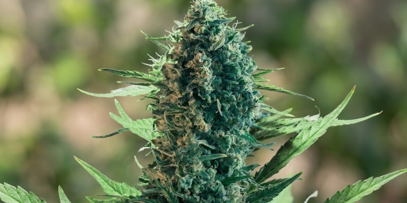 Royal Medic (Royal Queen Seeds) Royal Medic (Royal Queen Seeds)