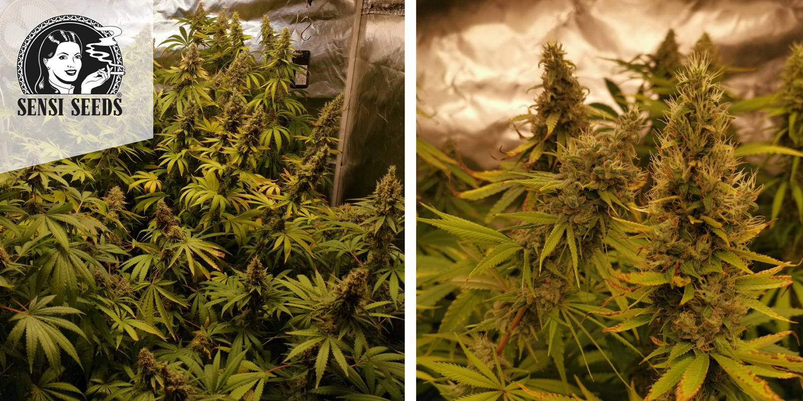 9. Jamaican Pearl (Sensi Seeds)