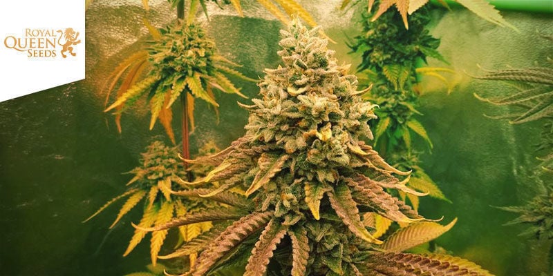 Sherbet Queen Di Royal Queen Seeds