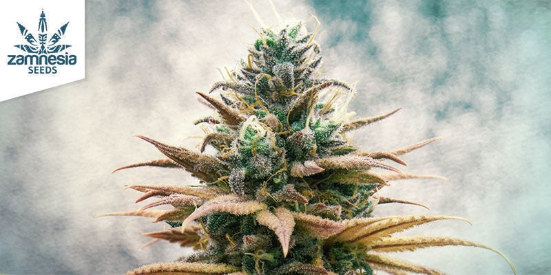 Blue Dream Di Zamnesia Seeds