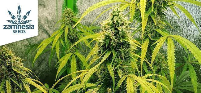 Lemon Wonder Automatic Di Zamnesia Seeds