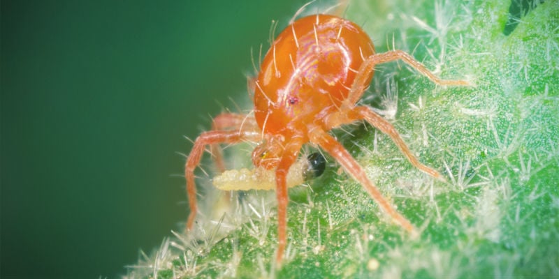 Predatori - Repellenti Per Parassiti Cannabis