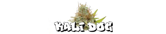 Kali Dog - Royal Queen Seeds