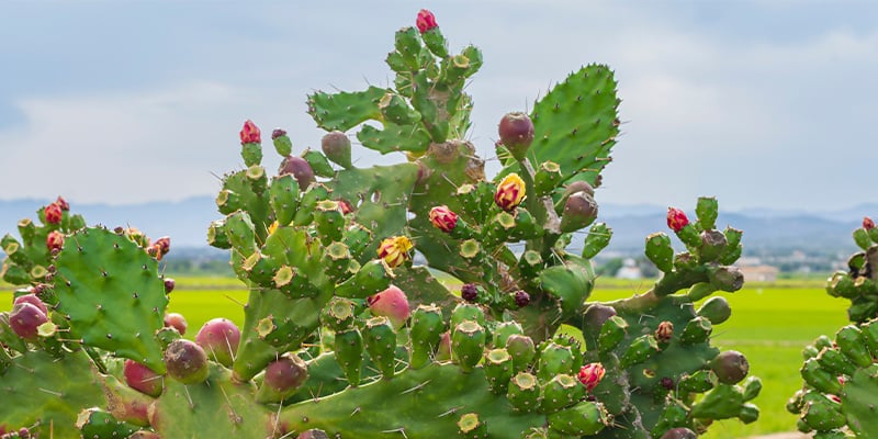 I 5 errori più comuni nella cura dei cactus