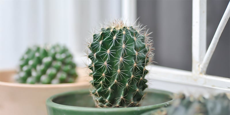 Prendersi cura dei cactus: Più facile di quanto si pensi
