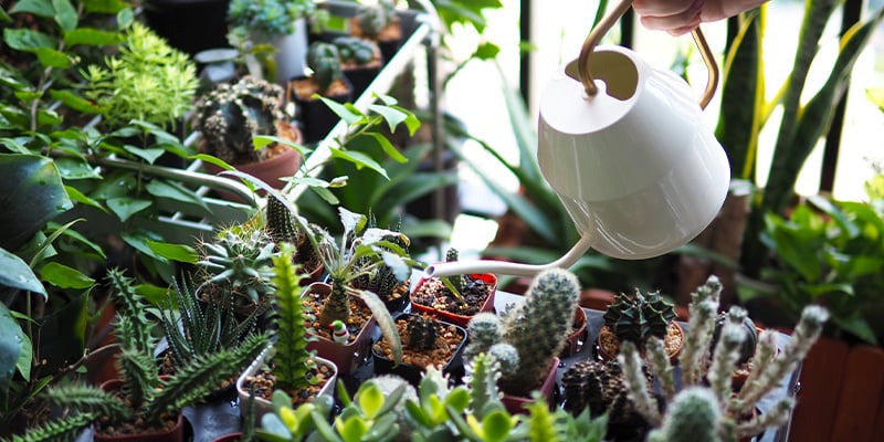 Innaffiare troppo i cactus