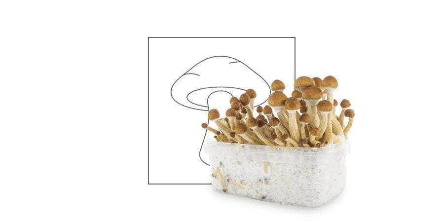 Funghi Contenenti Psilocibina