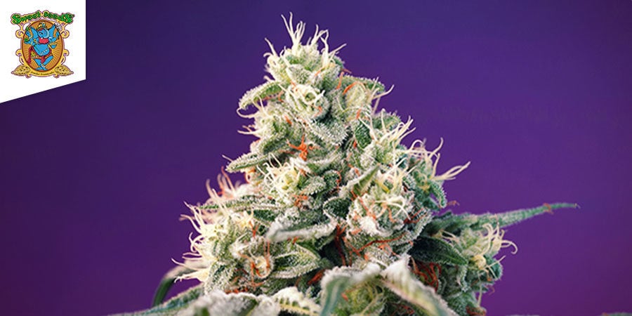 Bruce Banner Auto Di Sweet Seeds