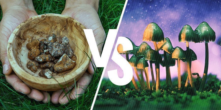 QUAL È LA DIFFERENZA TRA I FUNGHI E TARTUFI MAGICI?