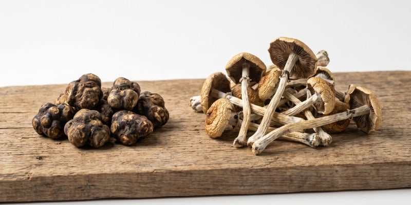 Qual È La Differenza Tra Tartufi Magici E Funghi Magici? Qual È La Differenza Tra Tartufi Magici E Funghi Magici?