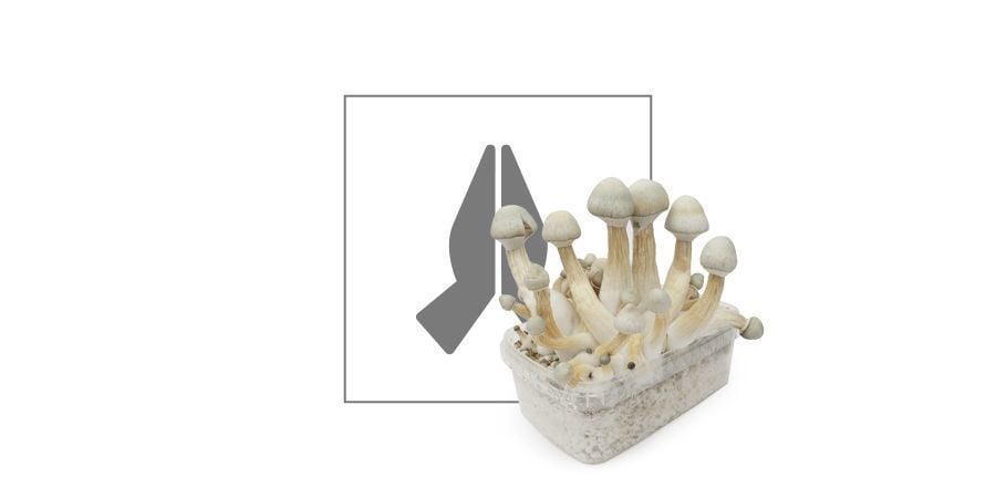 Funghi Magici