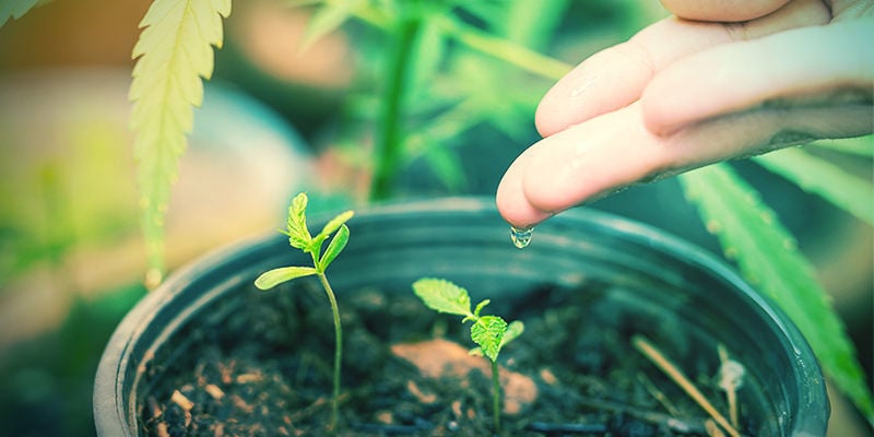 Autoprodursi La Propria Marijuana