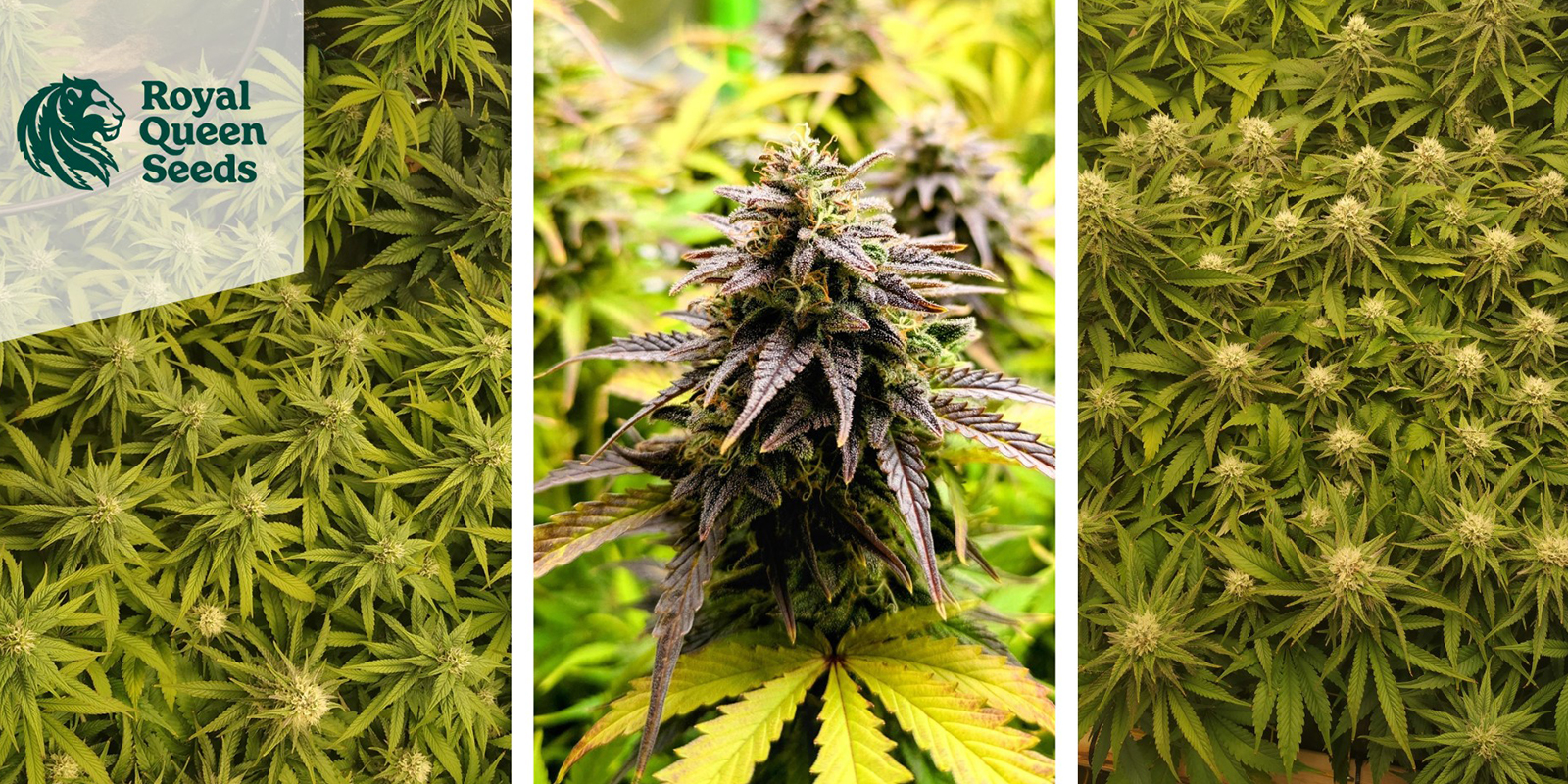 5. Quick One (Royal Queen Seeds)