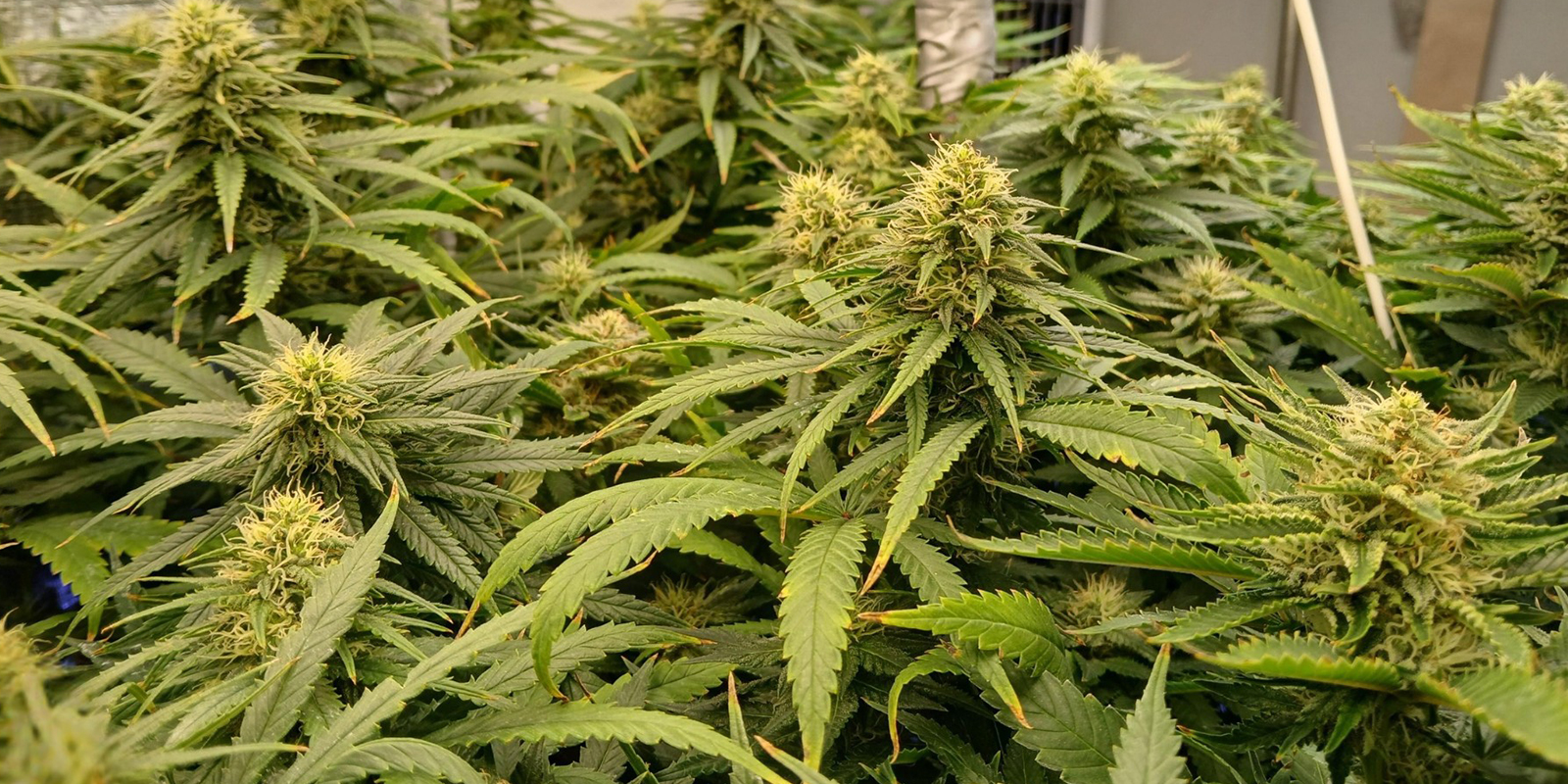 La corsia preferenziale verso raccolti densi e uniformi