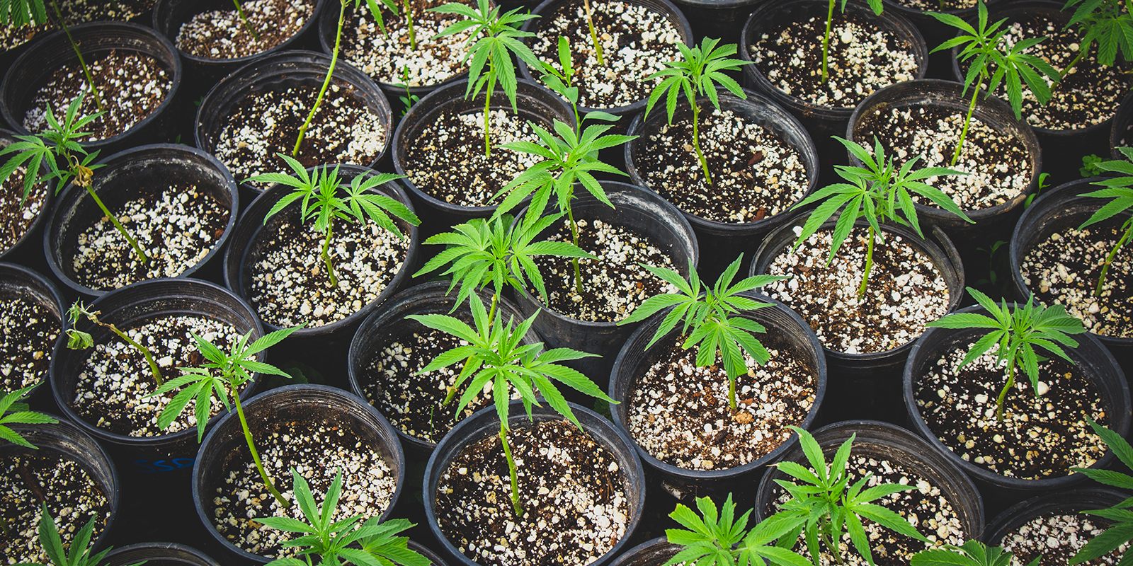 Usa talee o lo stesso fenotipo per una chioma uniforme