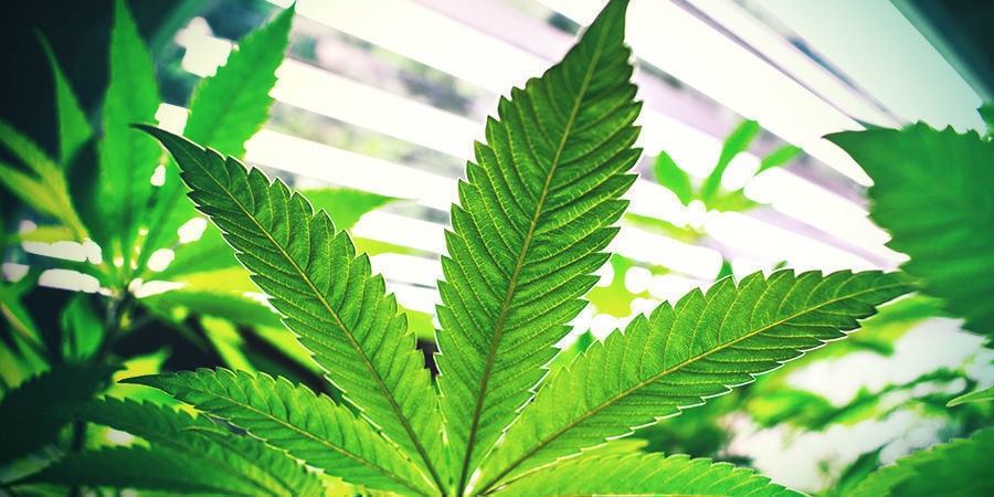 piante di cannabis fotoperiodiche